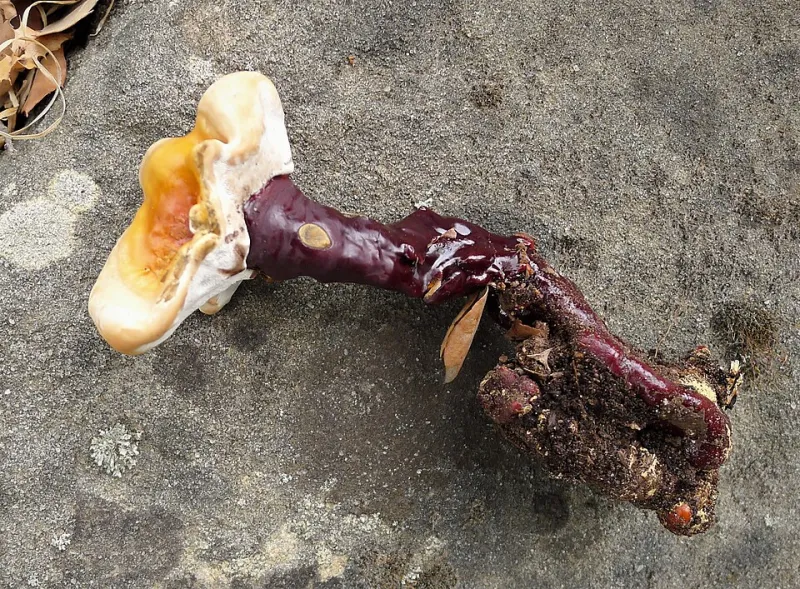Funghi della Foresta: Gli Organismi Millenari che Risvegliano le Difese del Tuo Corpo