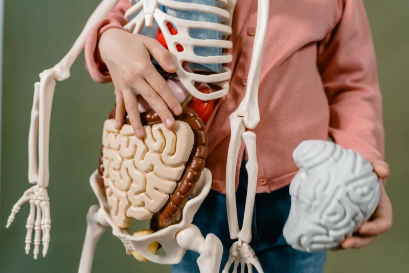 L'Intestino Comanda: Come i Tuoi Batteri Interni Guidano Emozioni, Decisioni e Umore